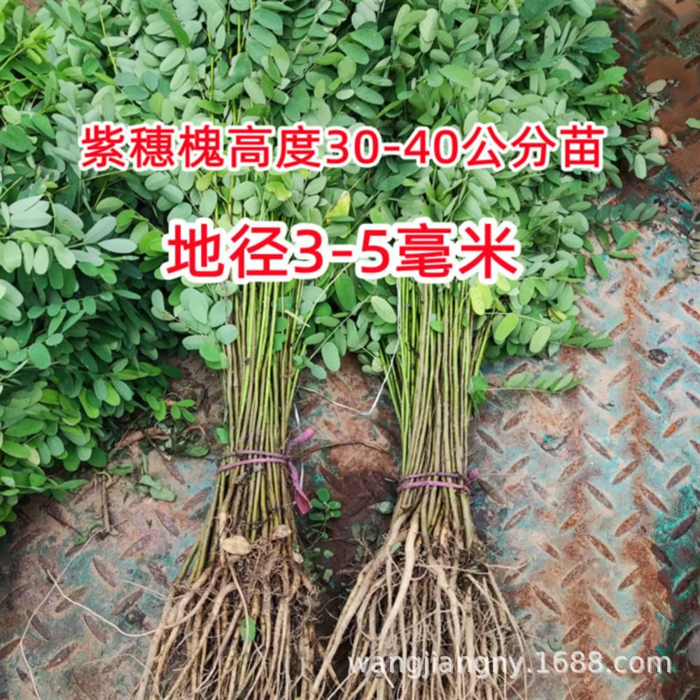 False Indigo Seedlings, Locust Seedlings, Chinese Scholar Tree, Cold and Drought Tolerant, Sand Fixation, Slope Protection, Soil Conservation, Mine and Barren Mountain Revegetation, Small Tree Seedlings