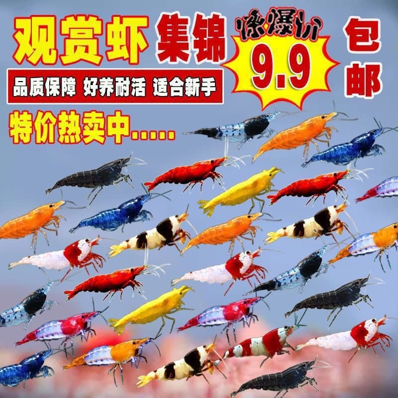 Pet Colorful Ornamental Shrimp Freshwater Fire Shrimp Algae Eater Beginner Live Cleaner Shrimp Crystal Shrimp Tool Shrimp Set