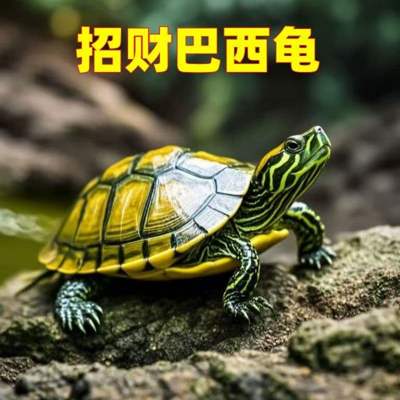 Golden Fortune Brazilian Turtle Couple Live Pet Ornamental Home Raised Longevity Small Wholesale Baby Turtles