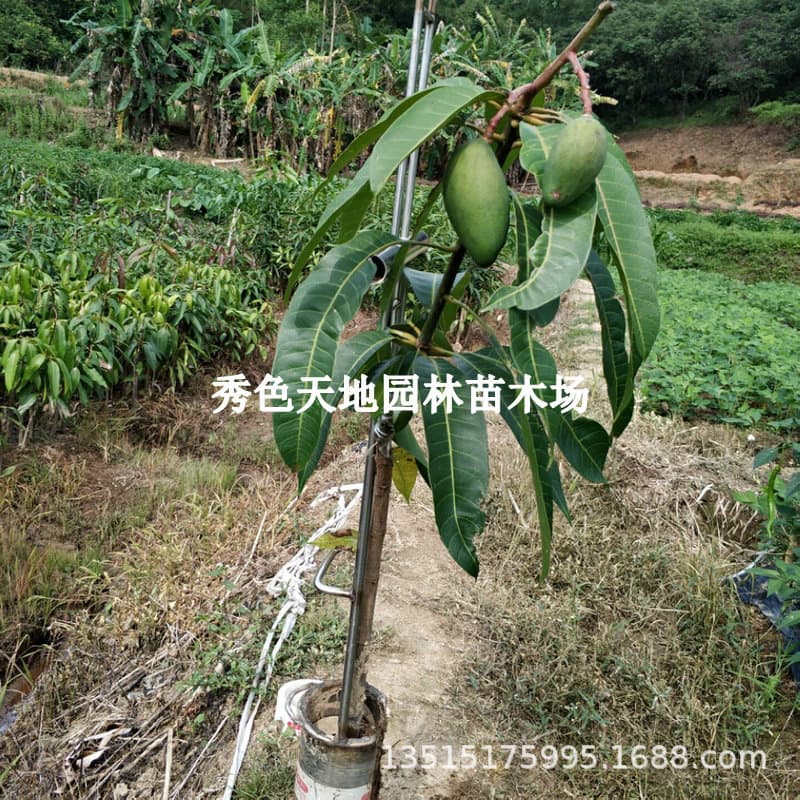 Mango Seedling Tree Fruit Seedling Large Jinhuang Mango Tree Green Mango Grafted Seedling Potted Plant Southern Planting Mango Tree