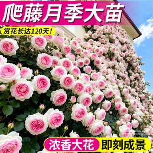 Climbing Rose Seedling Four Season Blooming Flowering Rose Tree Seedling With Flowers Vine Large Seedling Red Wood Fragrance Thornless Potted