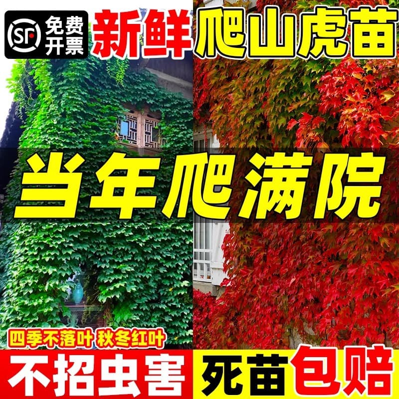 Boston Ivy Tree Seedlings, Climbing Vine Evergreen Non-Deciduous, Courtyard Vine Plant, Three-Leaf and Five-Leaf Red Wall-Climbing Seedlings