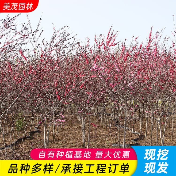 Red leaf beta peach seedlings, ornamental peach blossom saplings, purple leaf beta peach seedlings, green seedlings, courtyard villa ground planting purple leaf peach seedlings