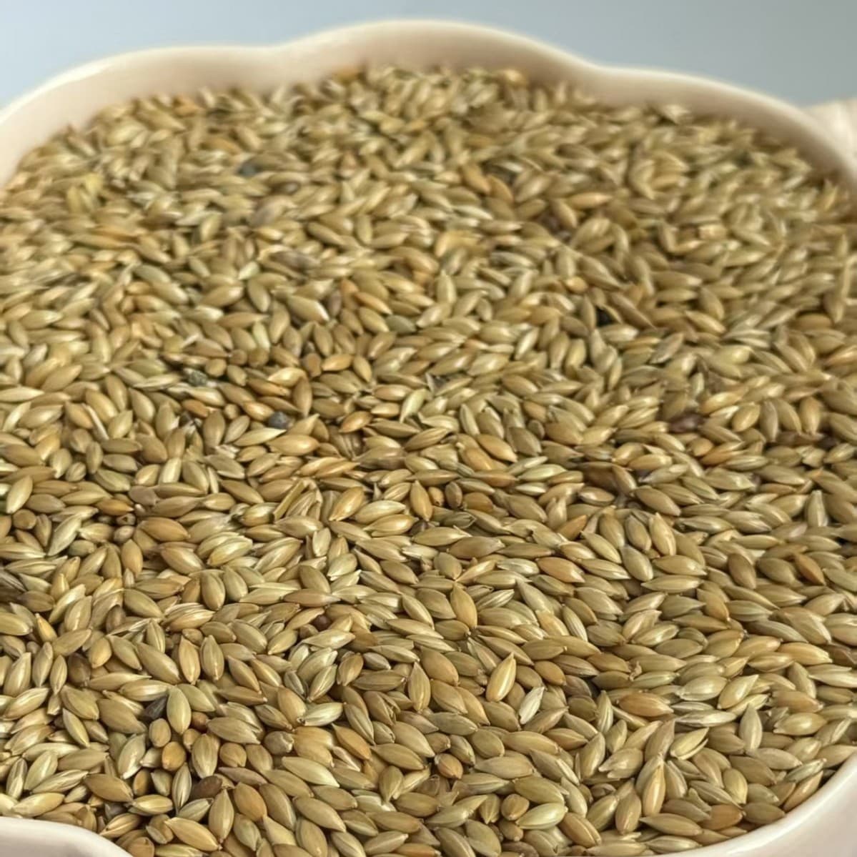 Canadian grass seeds, fresh 2025 harvest.