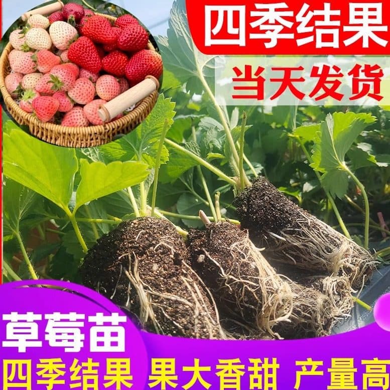 Strawberry Seedlings Shipped with Original Soil, Large Fruit-Bearing, All-Season Cream Strawberries, Wholesale Strawberry Seedlings, Seedlings That Bear Fruit in the Same Year, Plug Seedlings