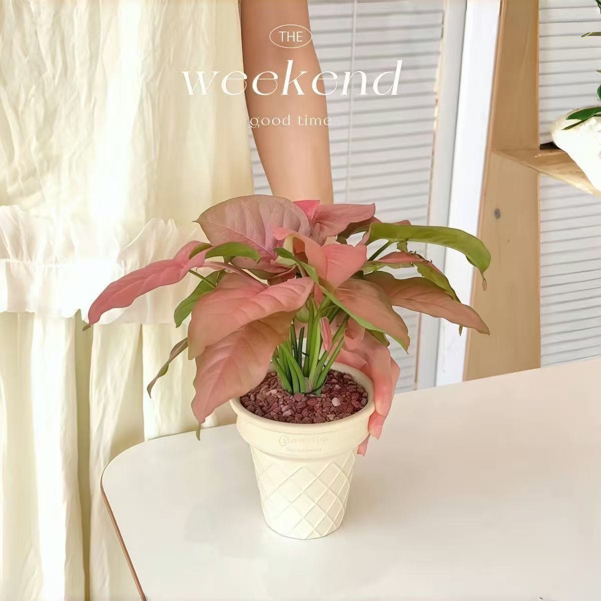 Pink Lady Potted Plant - Four-Season Foliage, Easy-Care Green Plant, Office Desktop Decoration, Syngonium Podophyllum Colorful Flower