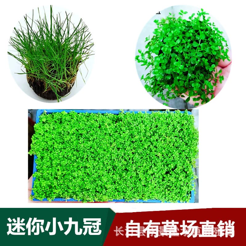Mini Dwarf Hairgrass, Glossostigma, Dwarf Baby Tears, Japanese Dwarf Aquarium Foreground Live Plants, South American Needle Leaf