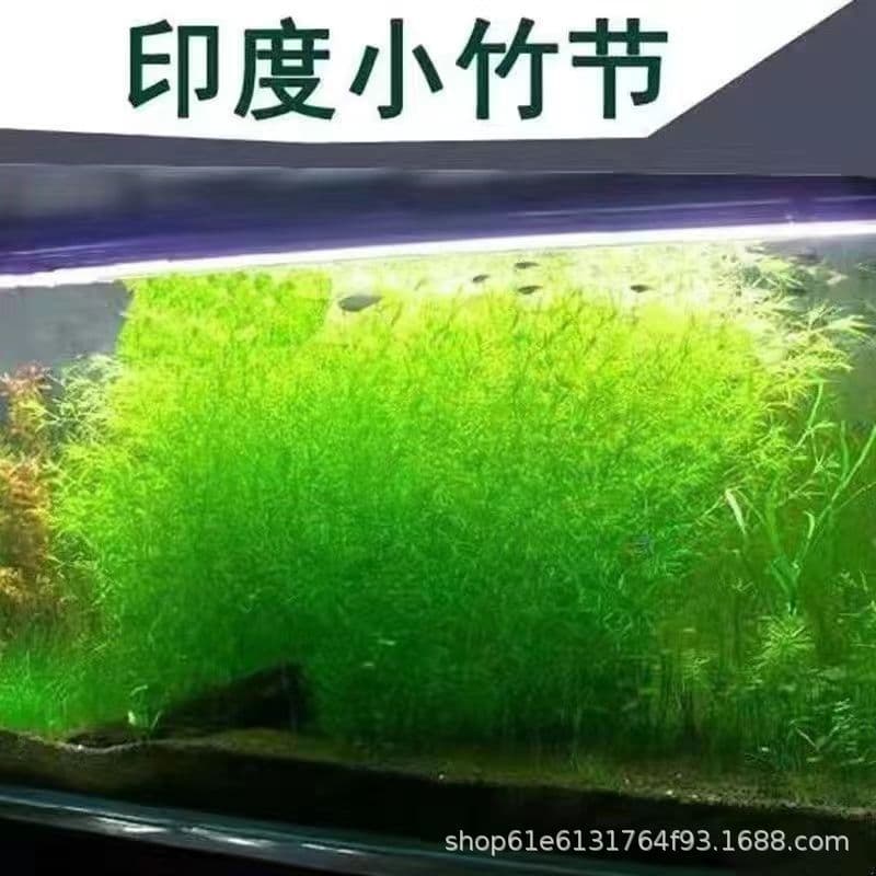 Indian Bamboo 10-25cm Bamboo Grass Water Sprite Live Plant Aquarium Tank Aquascaping Green Cabomba Drop Ship