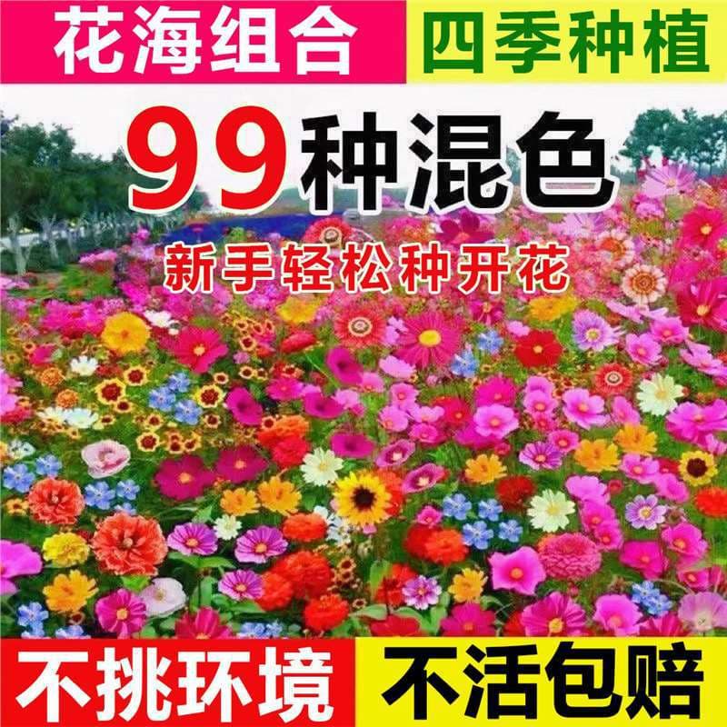 Wildflower combination flower seeds for four seasons sowing outdoor dwarf flower seeds blooming courtyard Gesang flower seeds