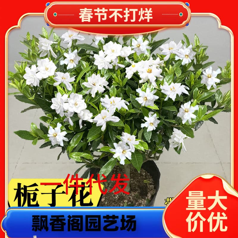 One-Piece Drop-Shipping Single-Stem Small-Leaf Gardenia Potted Sapling Old Stump Bonsai for Balcony and Courtyard, Blooms All Seasons with Strong Fragrance