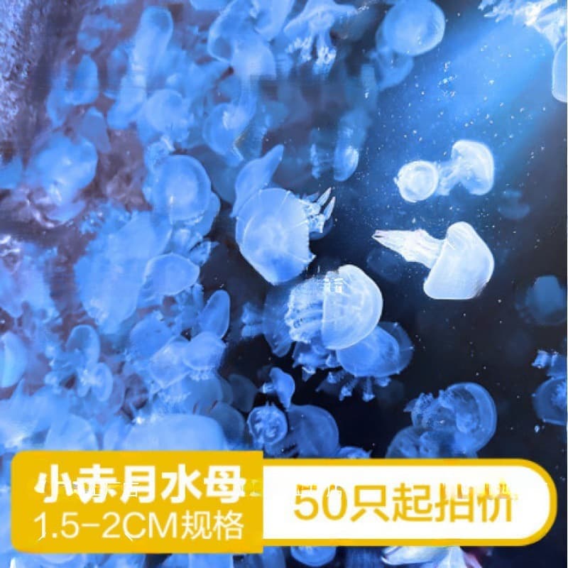 Jellyfish Farm Direct: 100 Live Moon Jellyfish (Aurelia aurita) 2/3 cm, Ornamental Live Jellyfish for Display