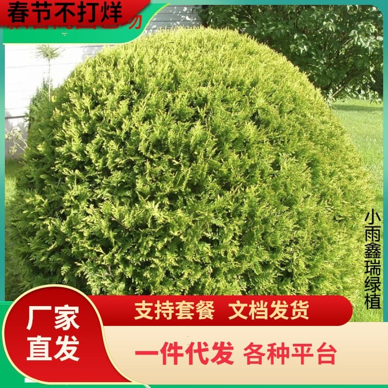 One-piece sprinkling of golden cypress saplings bonsai material sprinkling of golden cypress seedlings four seasons evergreen pine and cypress seedlings courtyard spherical green