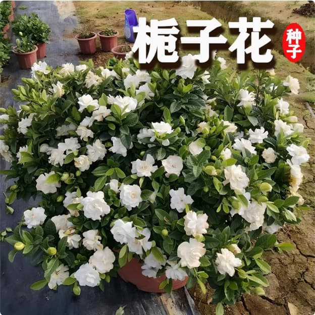Gardenia Seeds, Easy to Grow in All Seasons, Flowering Plant for Indoor and Outdoor Potted Plants, Flower Seeds