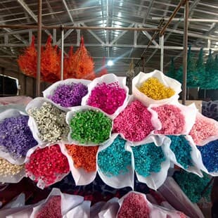 Yunnan Preserved Baby's Breath, Baby's Breath Dried Flower Wholesale, Preserved Baby's Breath Wholesale, Baby's Breath Bulk Wholesale