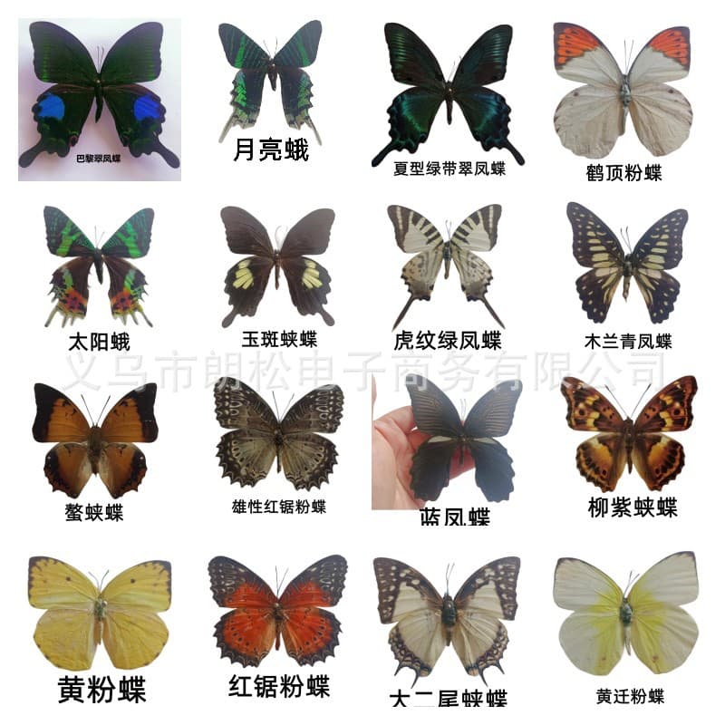 Factory Direct Real Butterfly Specimens Science Exhibition Items Niche Gadgets Teaching Supplies Photography Props Handmade Decor