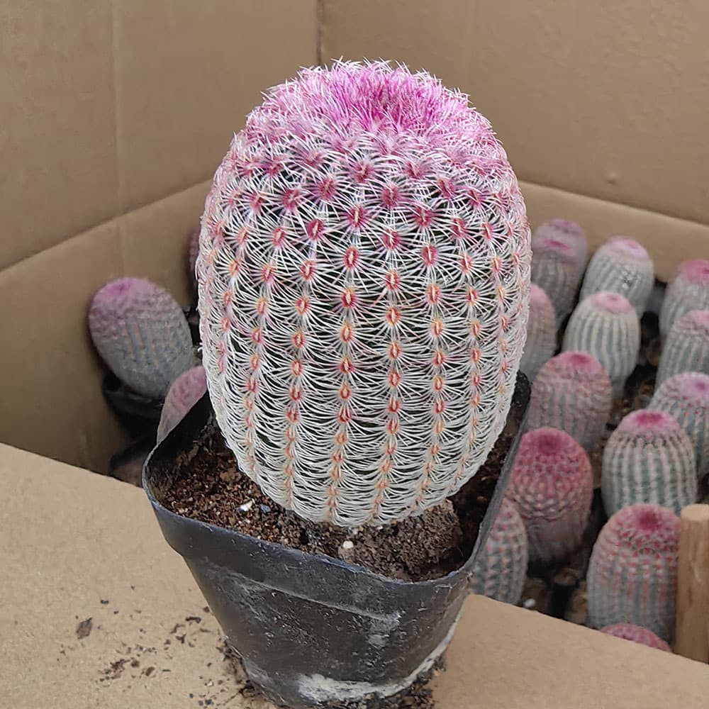 Zhangzhou Cactus Base Direct Sales and Wholesale: Approximately 3-4cm Seedling Red Sun Cactus, Indoor Flower Potted Green Plants