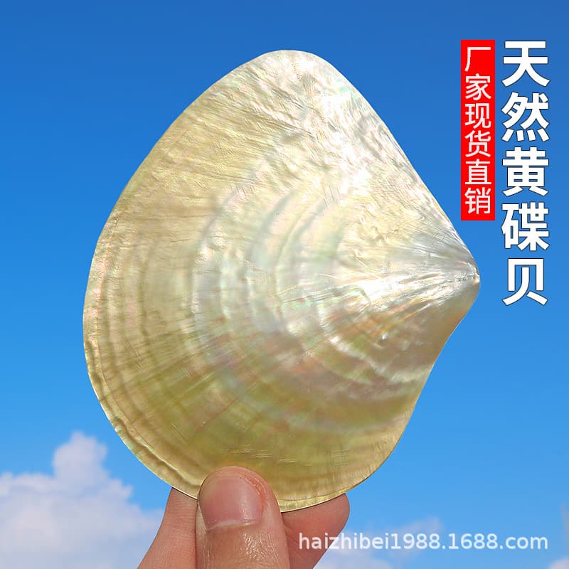 Natural Pearl Oyster Yellow Disc Shell Polished Penguin Shell Conch Shell Craft Dinner Plate Handmade Jewelry Material Wholesale