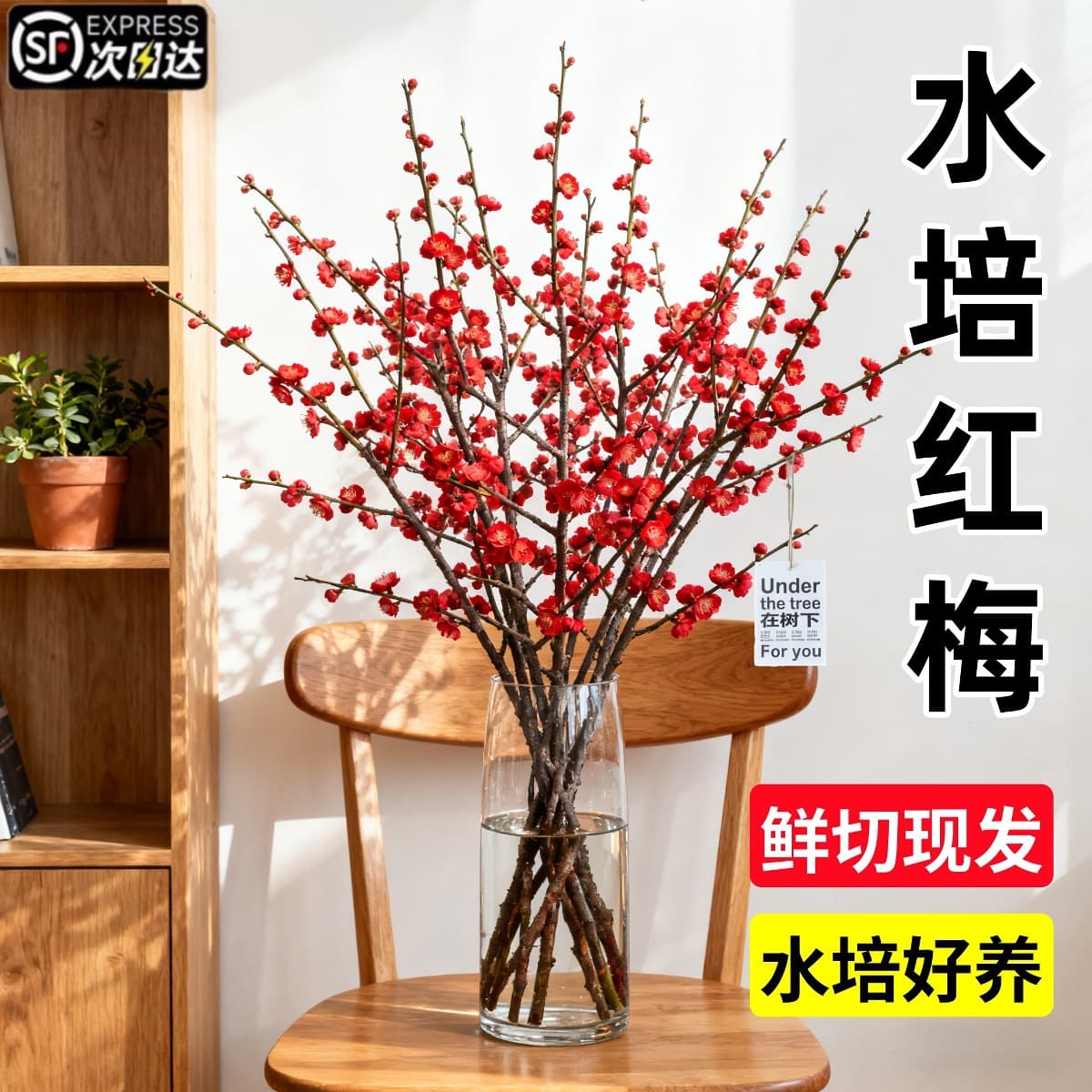 Hydroponic red plum fresh-cut branches indoor plants with strong fragrance and cold-resistant four-season wintersweet flowers peach branches fresh branches dry branches New Year's Eve flowers