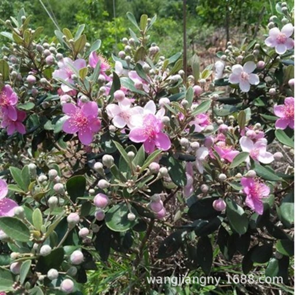 Myrtle Seedling, Downy Rosemyrtle Seedling, Rhodomyrtus tomentosa Seedling, Potted Ugni molinae Fruit Seedling, Melastoma Seedling, Fruiting in the Same Year, Suitable for Southern Regions