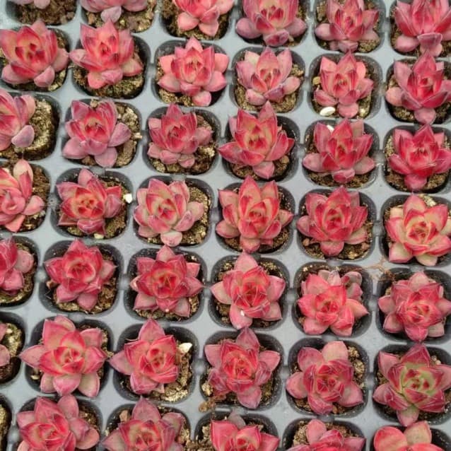 Red Luo Ka Plug Seedling 2-3cm Actual Photo Ebony Series Ebony Black Sap