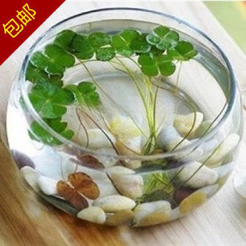 Glass Flower Pot for Bowl Lotus, Water Lily, Pennywort, Hydroponic Plant Vase, Fish Tank, Large Diameter Vase