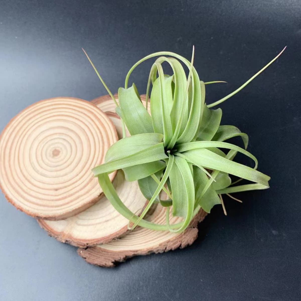Base Direct - Air Plant, Tropical Rainforest, Eric Knoblock Collection