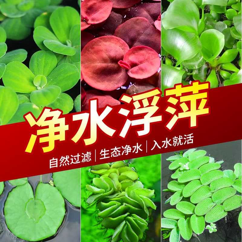 Duckweed aquatic plants for fish tank aquascaping, hydroponic plants co-cultured with fish, water lettuce, water hyacinth, mini oxygenating turtle tank greenery