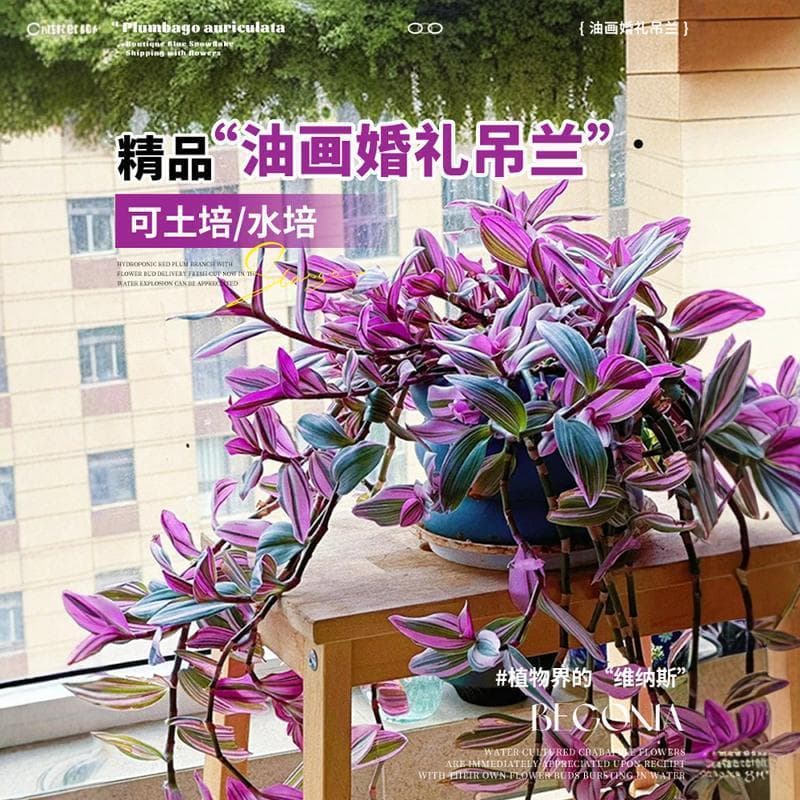 Oil Painting Wedding Hanging Orchid Large Potted Plant for Indoor Balcony Flowers Greenery Four-Season Hanging Purple Dew Orchid Hydroponic Plant