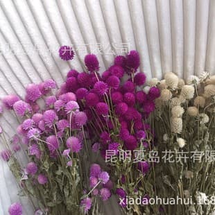 Globe Amaranth - Dried Pink Globe Amaranth, Purple Globe Amaranth, Strawberry Fruit, Natural Dried Flower, Real Flower Decoration, Photography Prop