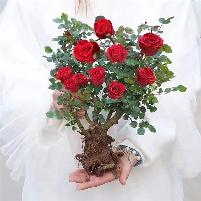 Old Rose Stump, Large Flowers, Strong Fragrance, Perennial Rose Root, Green Plants, Potted Roses