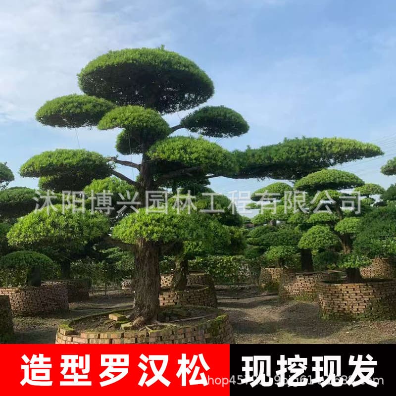 Podocarpus macrophyllus seedling for landscaping, guest-greeting pine courtyard tree, five-needle pine shaped bonsai