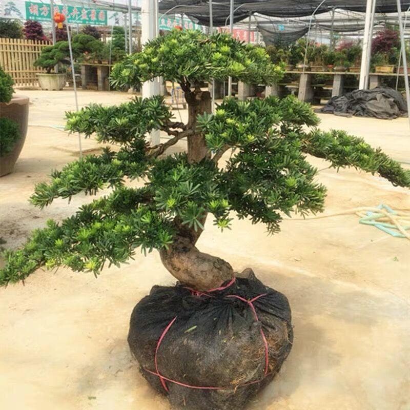 Podocarpus Bonsai, Chinese Yew Bonsai, Elm Bonsai, Five-Needle Pine Old Stump, Welcome Pine Sculptural Landscape Boxwood
