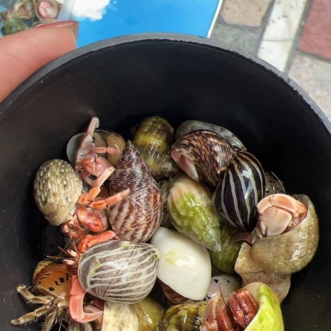 Pet Hermit Crab Land Crab Beginner Desktop Pet Easy to Keep