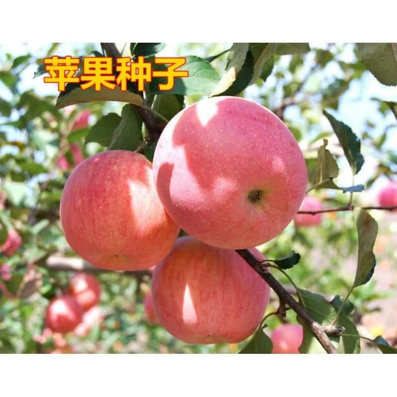 Wholesale apple seeds, apple tree seeds for potted plants, apple tree seeds, fruit seeds, seed collection, small potted plants.