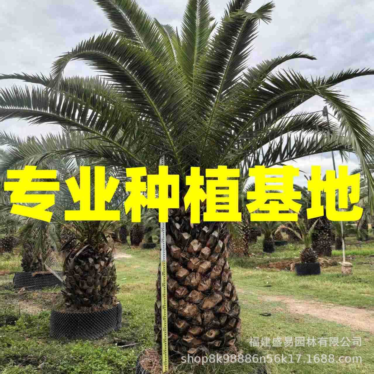 Fujian Canary Island Date Palm Base, Zhejiang Shanghai Canary Island Date Palm Wholesale, Jiangsu Canary Island Date Palm Head