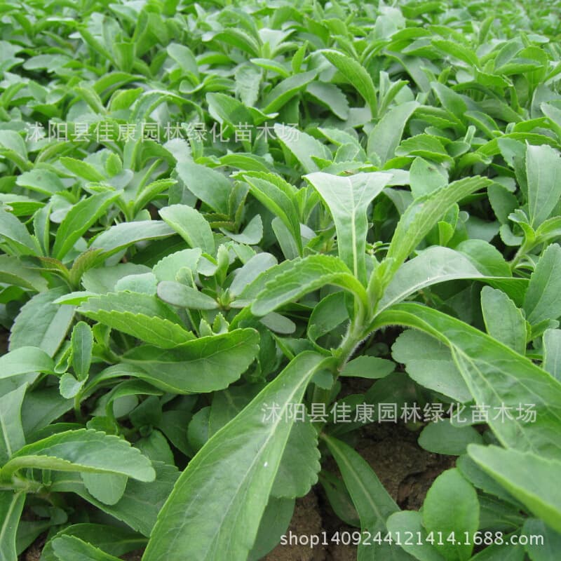 Grass flower seeds, stevia seeds, flower seeds, 1 piece = 1 catties