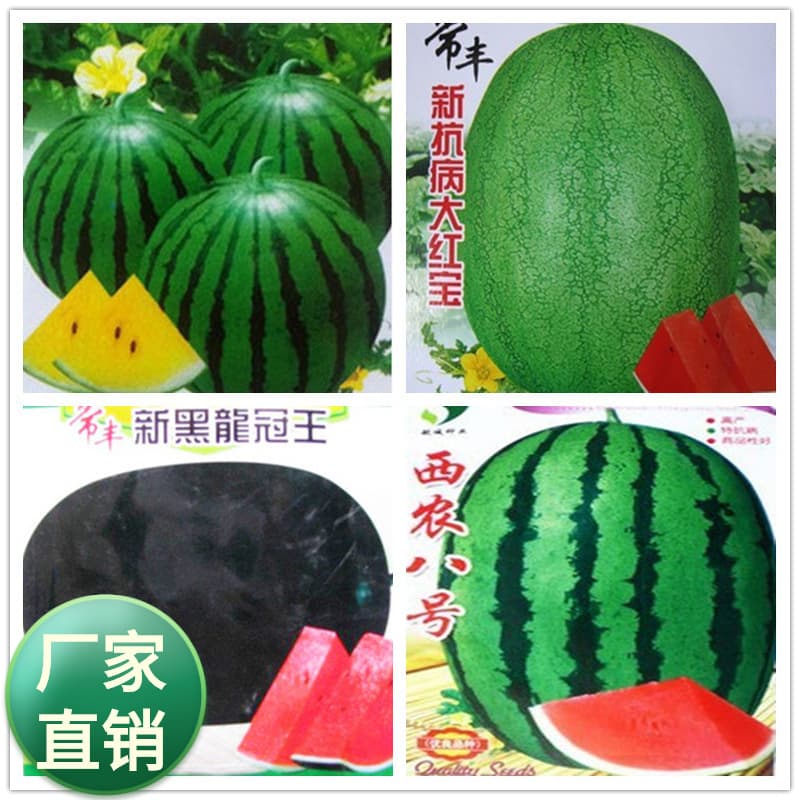 Colorful Seed Packets 10g Watermelon Seeds Hami Melon Seeds Sweet Gourd Seeds Farm No.8 Red Soil Sweet And Fragrant Melons