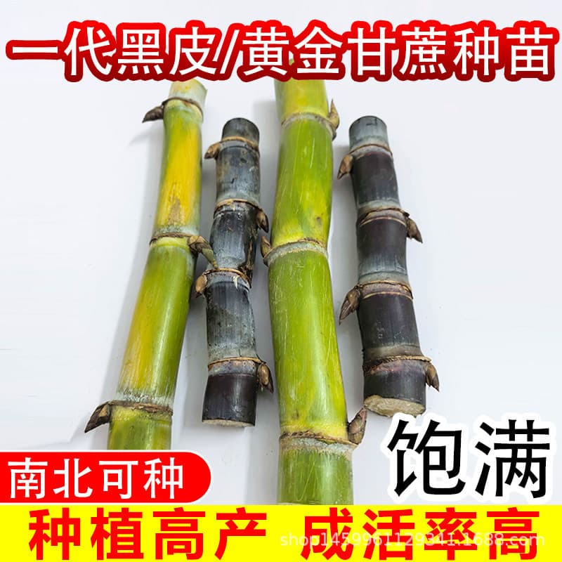 First-generation sugarcane seedlings: golden, black-skinned, green-skinned, yellow-skinned fruit sugarcane seedlings and seeds, high yield, thin skin, crispy, sweet, potted