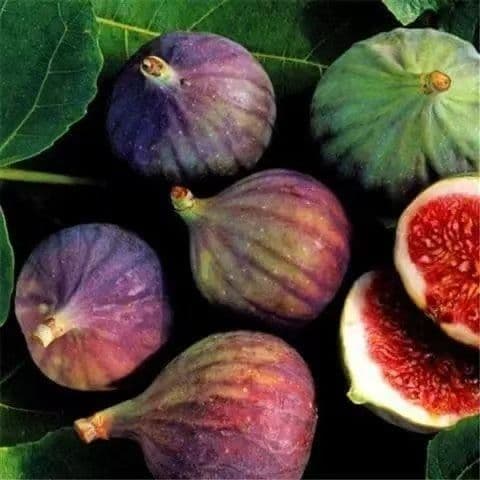 Fig Seeds - Four Seasons Garden Honey Fruit Seeds, Milk Fruit, Wenxian Fruit Tree Seedlings, Fruit Tree Seeds