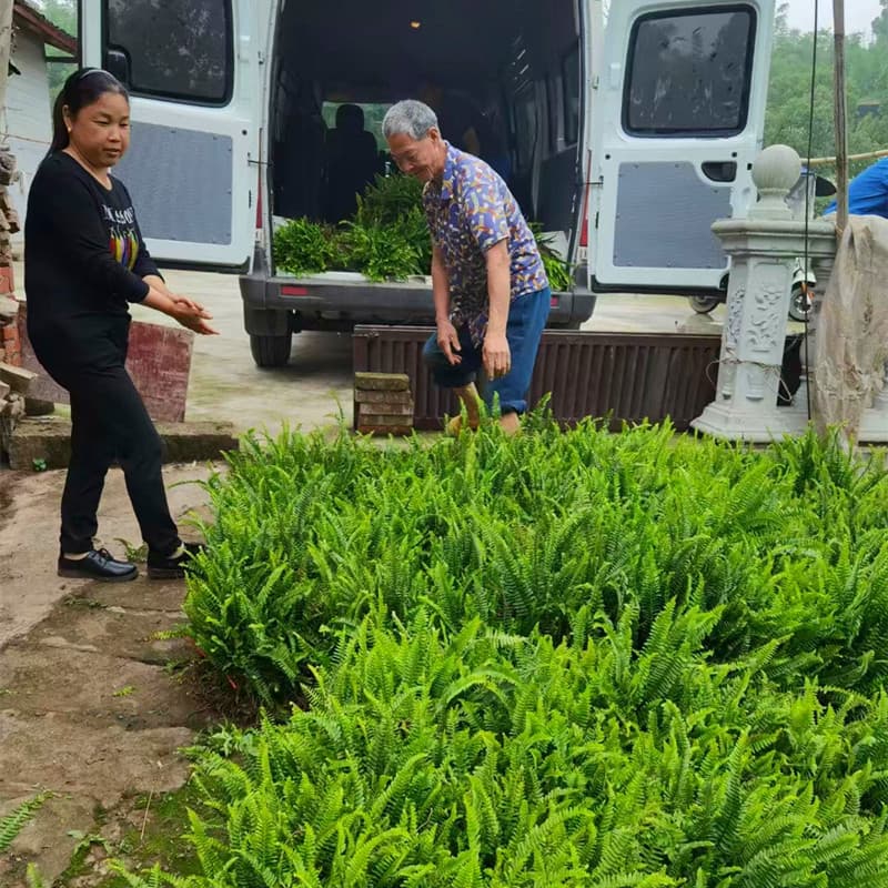 Chongqing Nephrolepis Seedling Wholesale Market, Greenery Trees, Evergreen Plants Nephrolepis Centipede Grass Greenery Trees