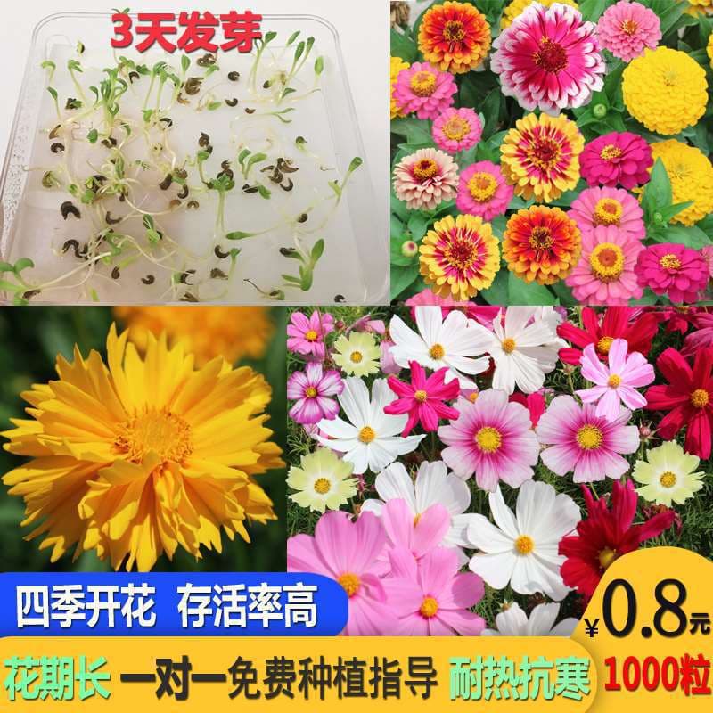 Flower Seeds for All Seasons, Grass Seeds, Wildflower Mix, Easy-to-Grow Indoor Cosmos Summer