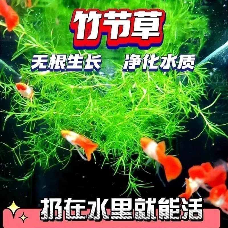 Hornwort & Indian Waterweed Live Plants - Beginner-Friendly Aquatic Plants for Aquascaping