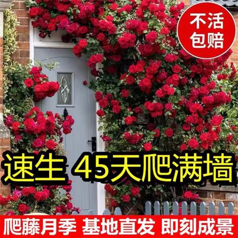 Rose Seedlings Climbing Rose Large Flower Tree Vine Plant Balcony Wall-Climbing Flower Potted Perennial Blooming