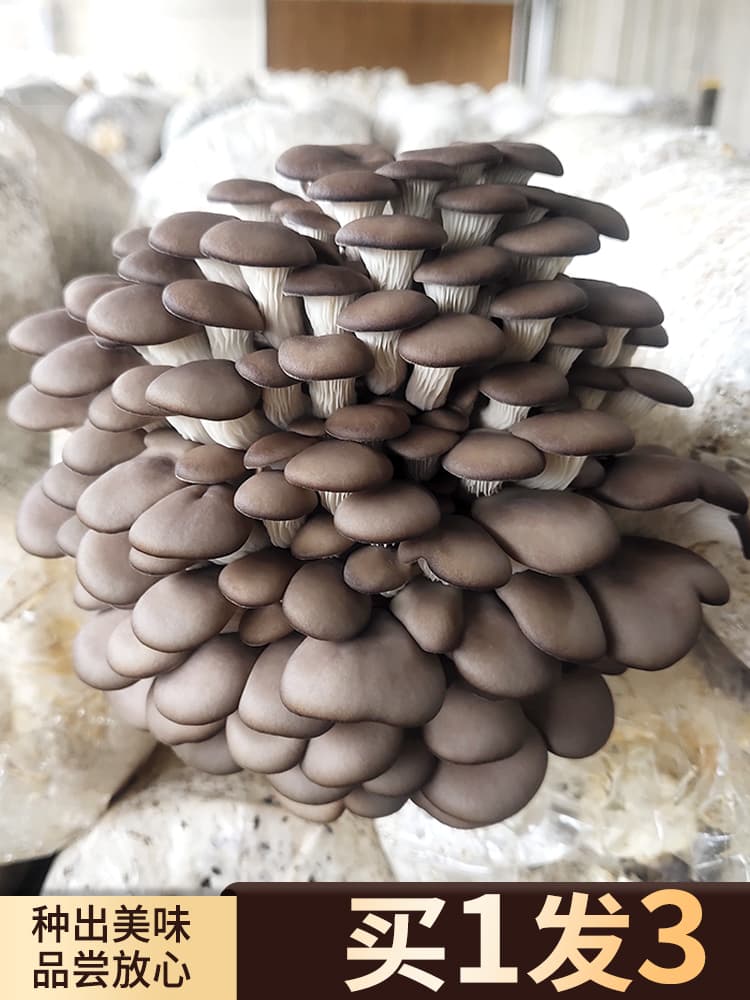 Grey Oyster Mushroom Grow Kit, Edible Fungi Pack for Home Cultivation, Balcony Shiitake Mushroom Spawn Bag Potted