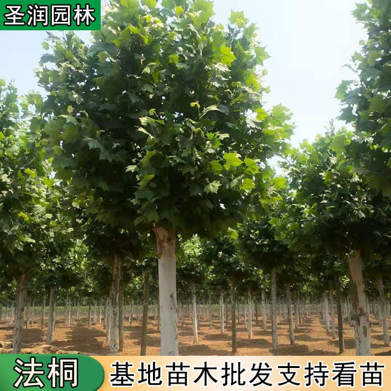 French plane tree saplings, courtyard shade trees and street trees, French plane tree saplings, fast-growing plane tree saplings