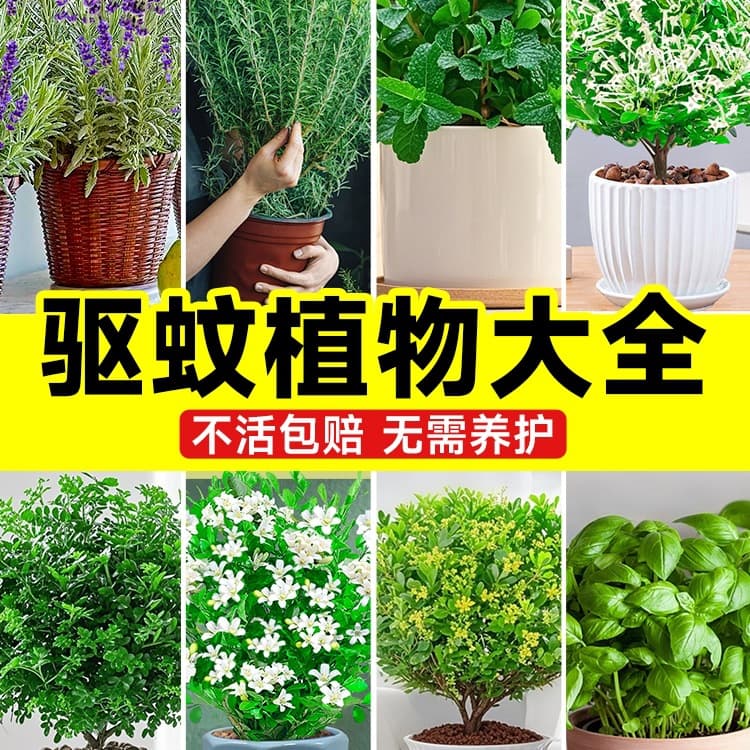 Mosquito Repellent Plants - Indoor Mint Potted Plants, Outdoor Lavender, All-season Geraniums for Balcony and Garden