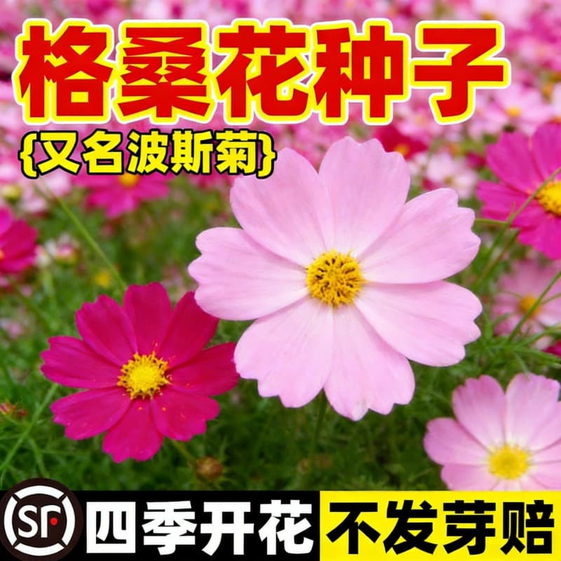Seasonal blooming wildflower combination seeds Gesanghua cosmos sunflower seeds courtyard balcony potted flowers