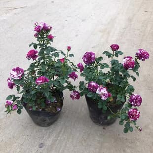 Fragrant Jewel Rose Aromatic Flower Strong Fragrance Multi-Season Four Seasons Blooming Pot Rose Garden Green Plant Mini Rose Balcony