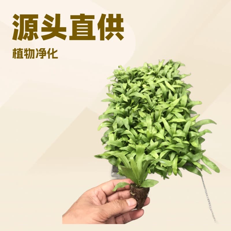Bird's Nest Fern Green Wall Micro-Landscape Ecological Enclosed Small Potted Plants Purify Air and Absorb Formaldehyde, Evergreen All Year Round