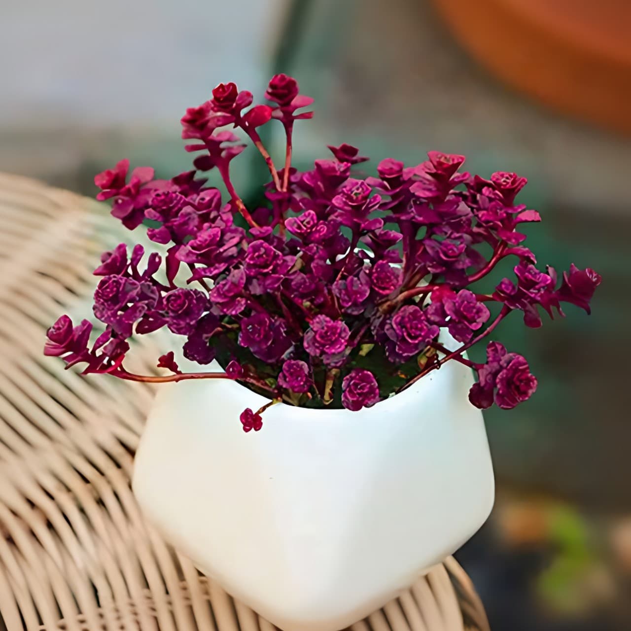 Old stem succulent plants for balcony, courtyard, indoor hanging greenery, small succulent hanging basket